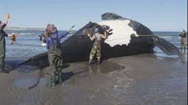 Ya son nueve las ballenas muertas halladas en Chubut: buscan determinar los motivos