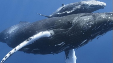 Segun un estudio las ballenas ingieren muchos más microplásticos de lo pensado