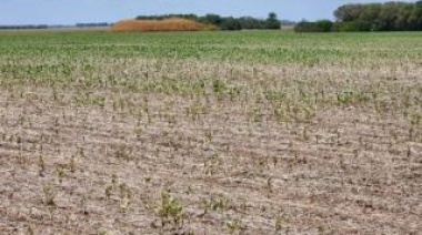 El drama de la sequía: Carbap le reclamó medidas urgentes al Gobierno Nacional