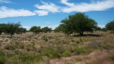 “Argentina está entre los diez países con mayor tasa de deforestación y ha perdido 80% de los pastizales pampeanos”