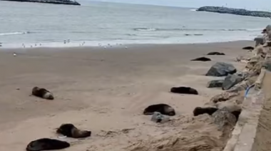 Alarma en Necochea por la aparición de 40 lobos marinos muertos con signos de gripe aviar