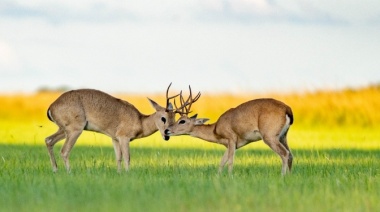 “Es momento de actuar para salvar nuestra fauna nativa”, dicen biólogos que defienden el “reasilvestramiento” en socorro de venados y ciervos