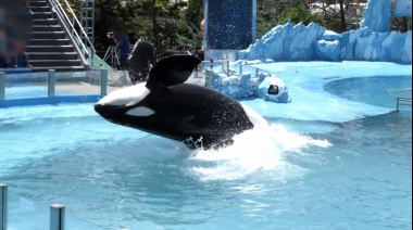 Preocupación por el estado de salud de la orca Kshamenk en Mundo Marino