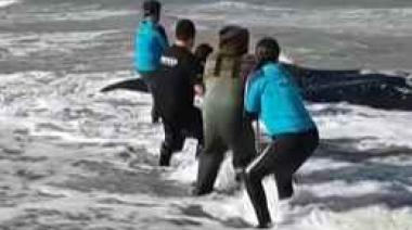 La ballena varada en Punta Médanos logró volver al mar tras un intenso rescate
