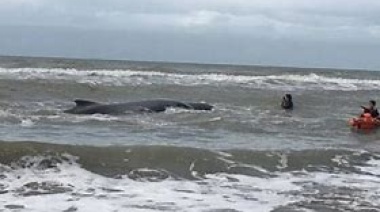 Aparición de una ballena varada en Punta Médanos