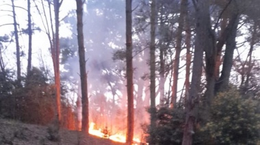 Rápido accionar ante un incendio forestal en el vivero Cosme Argerich de San Clemente del Tuyú  