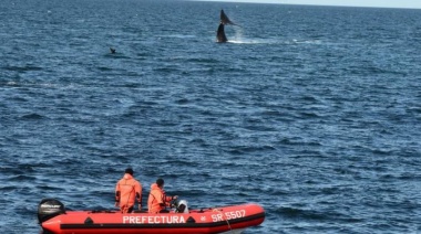 Recomendaciones de la Prefectura Naval Argentina ante el avistaje de ballenas