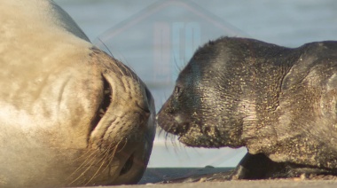 Madre elefante marino y su cría sorprenden al internarse en el mar y volver, en un comportamiento inusual