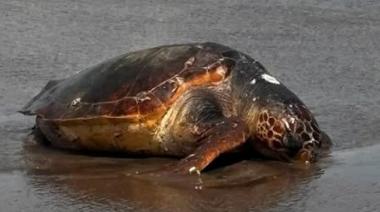 La aparición de tortugas en las playas del Partido de La Costa generó sorpresa y preocupación