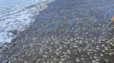 Preocupación por la extracción de almejas amarillas en las playas del Partido de La Costa