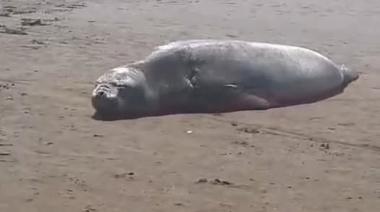 Elefante marino en Costa Azul: el respeto por la fauna marina es esencial