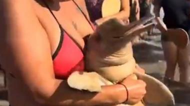 Indignación en Santa Teresita: Sacaron un delfín muerto del agua para sacarse fotos