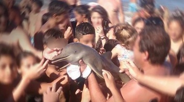 Impulsan una ley para sancionar el maltrato a mamíferos marinos en la costa bonaerense