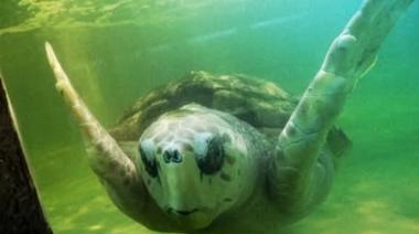 Jorge volvió al mar: la tortuga cabezona que vivió 40 años en cautiverio ahora nada libre frente a la costa bonaerense