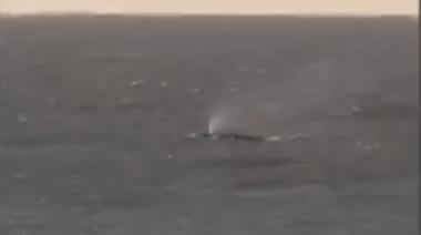 Sorpresa en Mar de Ajó: avistan una ballena y su cría cerca de la costa