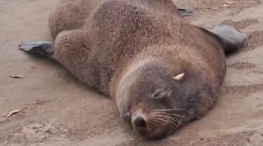 “Si ves un lobo marino en la playa, dejalo descansar”, aconseja el Grupo de Rescate de Fauna Silvestre