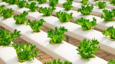 La huerta hidropónica Nutriéndonos H2O celebra su tercer aniversario con descuentos especiales en La Costa