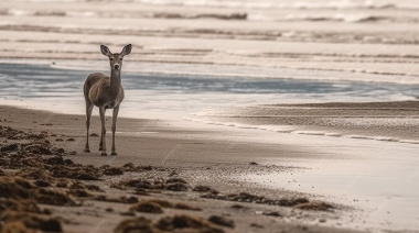 Sorpresa en La Lucila del Mar: cuatro ciervos fueron vistos caminando por la orilla