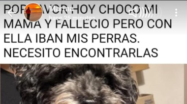 Emotivo operativo tras el accidente en Ruta 11: hallaron sin vida a una perrita y rescataron a la otra