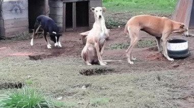 Cierra el Refugio Municipal de Animales de Madariaga por la crisis económica