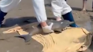 Rescatan a un delfín franciscana en grave estado en las playas de Cariló