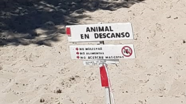 Un elefante marino sorprendió a vecinos y turistas en La Lucila del Mar