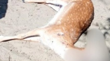Preocupación en Costa del Este por la aparición de un ciervo muerto con un disparo en la reserva natural