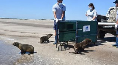 Liberan tres lobos marinos rehabilitados por la Fundación Mundo Marino