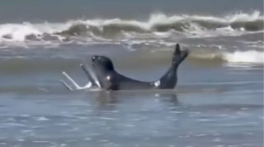 Un elefante marino sorprendió a todos en Pinamar: se filmó “jugando” con una silla de playa y el video explotó en redes