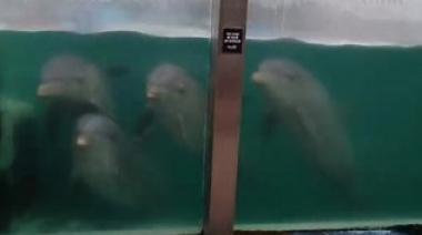 Trasladaron a Egipto a los diez delfines del ex Aquarium