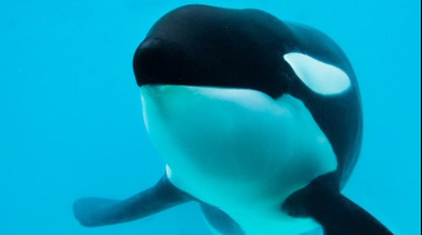 Murió Kshamenk, la orca de Mundo Marino rescatada tras un varamiento en 1992