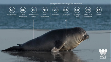 Alerta por una nueva epidemia de gripe aviar en colonias de elefantes marinos