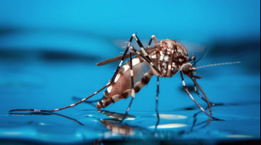 Desde la Dirección de Cuidado Animal refuerzan la prevención contra el mosquito Aedes aegypti