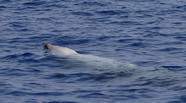 Varó un zifio en una playa céntrica de San Clemente y fue hallado sin vida horas después