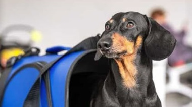 Permiten llevar mascotas en micros y trenes de larga distancia