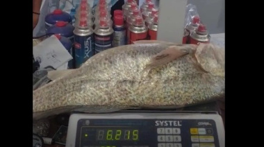 Un joven pescador capturó una corvina rubia de 6,2 kilos en Bahía San Blas