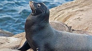 Un lobito marino se refugió en una carpa en San Clemente