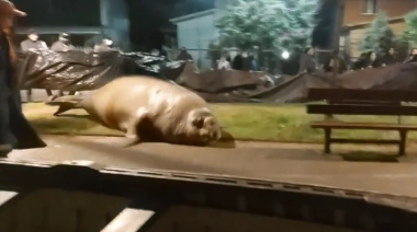 Un elefante marino escapó por los fuegos artificiales