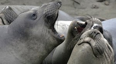 Susto en Mar del Plata: un elefante marino obligó a una mujer a salir del agua