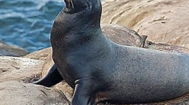 Un lobo marino salió a la playa en Las Toninas y una guardavidas evitó situaciones de riesgo