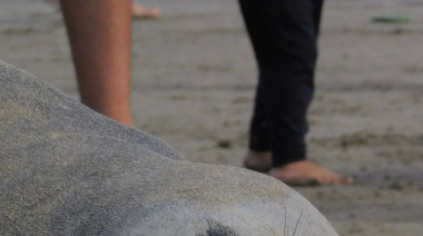 Una elefanta marina sorprendió en Mar del Tuyú y el video se volvió viral