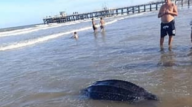 Hallaron una tortuga marina muerta en la playa de La Lucila del Mar