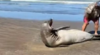 Intentó acercarse a un elefante marino y desató un escándalo en la playa