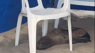 Un lobo marino eligió Mar de Ajó para descansar durante su muda de pelo