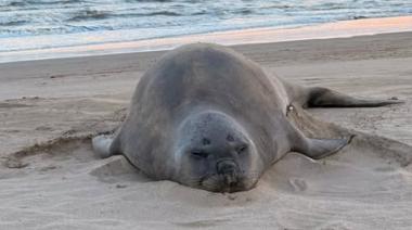 La elefanta marina volvió a aparecer y piden extremar cuidados