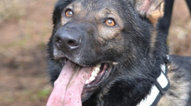 Lycan, el perro K9 de los Bomberos, inicia su merecido retiro