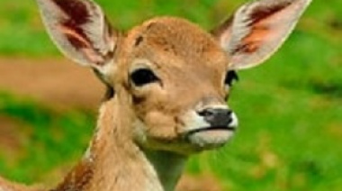 Dos ciervos sorprendieron en plena zona urbana