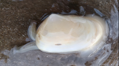 Volvieron a aparecer… pero no se pueden llevar