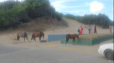 Caballos sueltos vuelven a aparecer en el centro de San Clemente