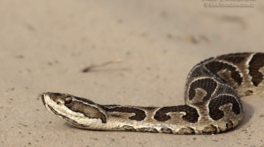 Alertan por la aparición de una yarará grande en la zona de Willy Beach